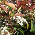 Photinia fraseri Red Robin