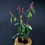 Photinia