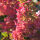 Hydrangea panuculata Wims red