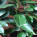 Cherry Laurel Caucasica