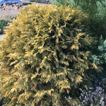 White Cedar Danica