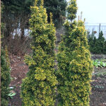 Taxus baccata David