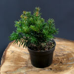 Taxus baccata Repandens