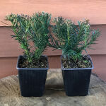 Taxus baccata Repandens