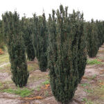 Taxus baccata fastigiata