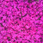 Teppichphlox Flammenblume rosa
