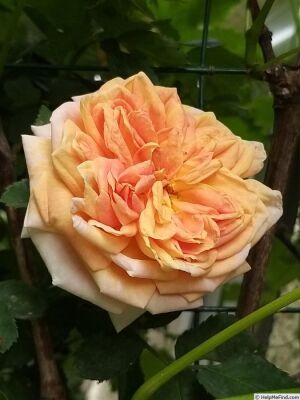 Rosa Golden Climber