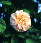 La Rosa Golden Climber