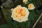 La Rosa Golden Climber