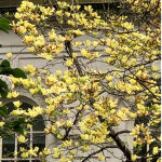 Magnolie Yellow Lantern 40-60cm