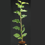 Magnolie Yellow Lantern 40-60cm