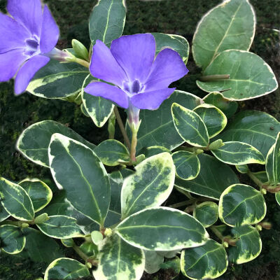 Vinca minor Ralph Shugert