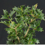 holly osmanthus