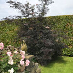 Sambucus nigra Black Lace ®