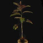 Albizia julibrissin chocolate