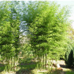 Phyllostachys bissetii