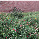 Salvia microphylla Hot Lips