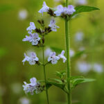 Lesser catmint or White Cloud Calamint