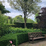 smooth hydrangea, wild hydrangea, sevenbark