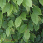 common hornbeam