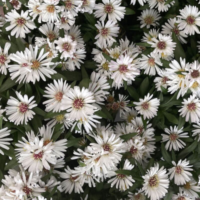 Aster Schneekissen