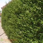 Ligustrum Ovalifolium 100-125 cm im c2-Topf