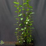 Ligustrum Ovalifolium 100-125 cm im c2-Topf