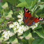 Ligustrum Ovalifolium 100-125 cm im c2-Topf