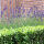 Lavandula angustifolia in verschiedenen Größen