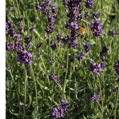 Lavandula angustifolia 5,20 € Giardino Mediterraneo