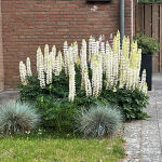 Lupinus polyphyllus Noble Maiden