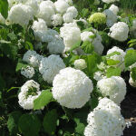 Hydrangea arborescens Annabelle p9