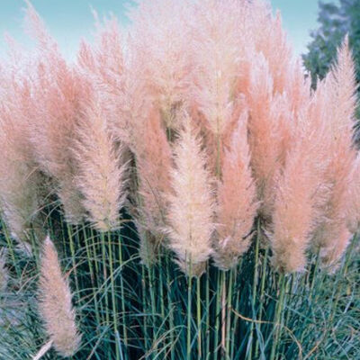 Cortaderia Selloana Rosea / Pampasgras rosa c2