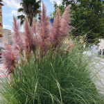 Cortaderia Selloana Rosea