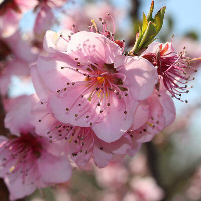 Prunus persica Saturn / Zwergobstbaum Tellerpfirsich, 24,95