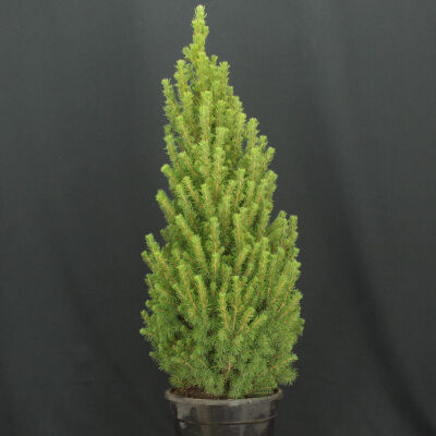 Picea Conica / Zuckerhutfichte 70 - 80 cm