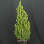 Picea Conica / Zuckerhutfichte 70 - 80 cm