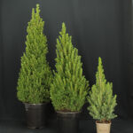 Picea Conica / Zuckerhutfichte 70 - 80 cm