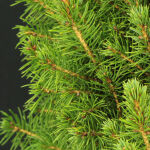 Picea Conica / Zuckerhutfichte 70 - 80 cm