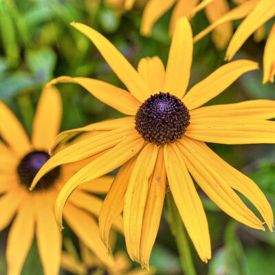 Echinacea paradoxa / seltsamer Scheinsonnenhut p9