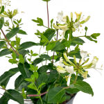 Lonicera Honey Baby  c3