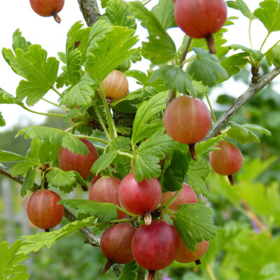 Stachelbeere rot