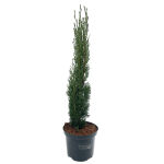 Mediterranean cypress Totem