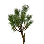 Pinus sylv. Watereri