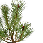 Pinus sylv. Watereri