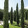 Cupressus sempervierens Totem P9