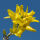 Forsythia int. Spectabilis in c2