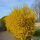 Forsythia int. Spectabilis in c2