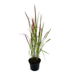 Cogon Grass or Japanese Blood Grass