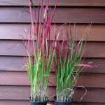 Cogon Grass or Japanese Blood Grass